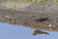 Hirondelle de rochers - Ptyonoprogne rupestris - Eurasian Crag Martin<br>Estrémadure