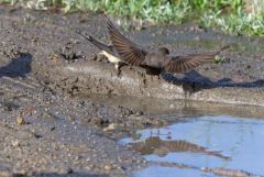 Hirondelle de rochers - Ptyonoprogne rupestris - Eurasian Crag Martin<br>Estrémadure