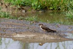 Hirondelle de rochers - Ptyonoprogne rupestris - Eurasian Crag Martin<br>Estrémadure