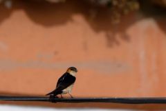 Hirondelle rousseline - Cecropis rufula - European Red-rumped Swallow<br>Estrémadure