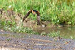 Hirondelle rousseline - Cecropis rufula - European Red-rumped Swallow<br>Estrémadure