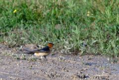 Hirondelle rousseline - Cecropis rufula - European Red-rumped Swallow<br>Estrémadure