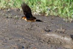 Hirondelle rousseline - Cecropis rufula - European Red-rumped Swallow<br>Estrémadure