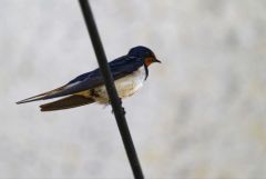 Hirondelle rustique - Hirundo rustica - Barn Swallow<br>Estrémadure