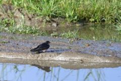Hirondelle rustique - Hirundo rustica - Barn Swallow<br>Estrémadure