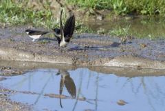 Hirondelle rustique - Hirundo rustica - Barn Swallow<br>Estrémadure