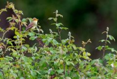 Hypolaïs polyglotte - Hippolais polyglotta - Melodious Warbler<br>Estrémadure