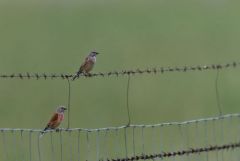 Linotte mélodieuse ♂ et ♀ - Linaria cannabina - Common Linnet<br>Estrémadure