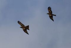 Parade nuptiale du Milan noir - Milvus migrans<br>Estrémadure
