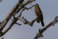 Milan noir - Milvus migrans - Black Kite<br>Estrémadure