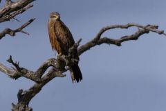 Milan noir - Milvus migrans - Black Kite<br>Estrémadure