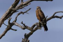 Milan noir - Milvus migrans - Black Kite<br>Estrémadure
