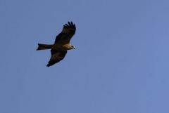 Milan noir - Milvus migrans - Black Kite<br>Estrémadure