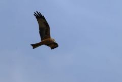 Milan noir - Milvus migrans - Black Kite<br>Estrémadure