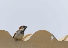 Moineau domestique  ♂ - Passer domesticus - House Sparrow<br>Estrémadure
