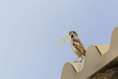 Moineau domestique ♂ - Passer domesticus - House Sparrow<br>Estrémadure