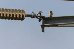 Moineau friquet ♂ - Passer montanus - Eurasian Tree Sparrow<br>Estrémadure