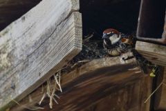 Moineau espagnol ♂ - Passer hispaniolensis - Spanish Sparrow<br>Estrémadure