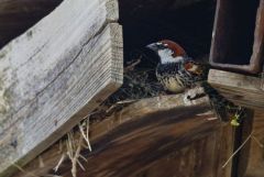 Moineau espagnol ♂ - Passer hispaniolensis - Spanish Sparrow<br>Estrémadure