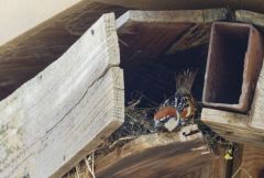 Moineau espagnol ♂ - Passer hispaniolensis - Spanish Sparrow<br>Estrémadure