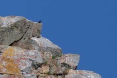 Monticole bleu ♂ - Monticola solitarius - Blue Rock Thrush<br>Estrémadure