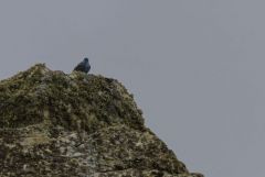 Monticole bleu ♂ - Monticola solitarius - Blue Rock Thrush<br>Estrémadure