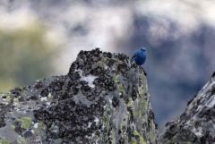 Monticole bleu ♂ - Monticola solitarius - Blue Rock Thrush<br>Estrémadure