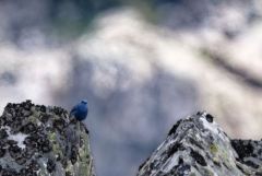 Monticole bleu ♂ - Monticola solitarius - Blue Rock Thrush<br>Estrémadure