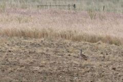 Outarde barbue ♀ - Otis tarda - Great Bustard<br>Estrémadure