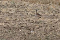 Outarde barbue ♀ - Otis tarda - Great Bustard<br>Estrémadure