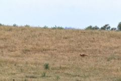 Outarde barbue ♂ - Otis tarda - Great Bustard<br>Estrémadure