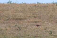 Outarde barbue ♂ - Otis tarda - Great Bustard<br>Estrémadure