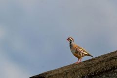 Perdrix rouge - Alectoris rufa - Red-legged Partridge<br>Estrémadure