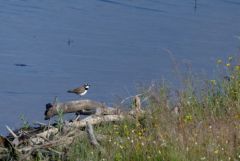 Petit Gravelot ou Pluvier petit-gravelot - Charadrius dubius - Little Ringed Plover<br>Estrémadure