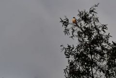 Pie-bleue ibérique - Cyanopica cooki - Iberian Magpie<br>Estrémadure