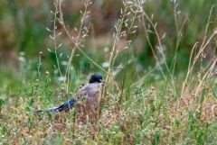 Pie-bleue ibérique - Cyanopica cooki - Iberian Magpie<br>Estrémadure