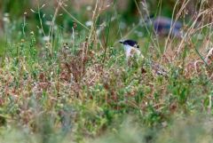 Pie-bleue ibérique - Cyanopica cooki - Iberian Magpie<br>Estrémadure