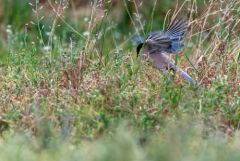 Pie-bleue ibérique - Cyanopica cooki - Iberian Magpie<br>Estrémadure