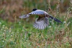 Pie-bleue ibérique - Cyanopica cooki - Iberian Magpie<br>Estrémadure