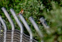 Pie-grièche à tête rousse ♀ - Lanius senator - Woodchat Shrik<br>Estrémadure