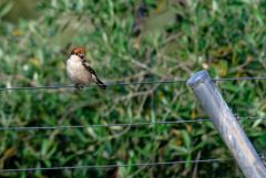 Pie-grièche à tête rousse ♀ - Lanius senator - Woodchat Shrik<br>Estrémadure