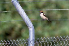 Pie-grièche à tête rousse ♂ - Lanius senator - Woodchat Shrik<br>Estrémadure