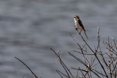 Pie-grièche à tête rousse ♂ - Lanius senator - Woodchat Shrik<br>Estrémadure