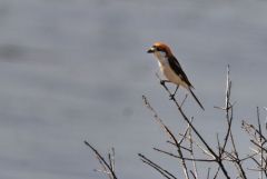 Pie-grièche à tête rousse ♂ - Lanius senator - Woodchat Shrik<br>Estrémadure