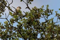 Pie-grièche à tête rousse ♂ - Lanius senator - Woodchat Shrik<br>Estrémadure