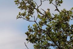 Pie-grièche à tête rousse ♂ - Lanius senator - Woodchat Shrik<br>Estrémadure