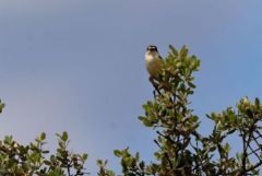 Pie-grièche à tête rousse ♂ - Lanius senator - Woodchat Shrik<br>Estrémadure