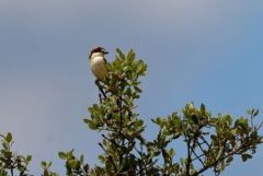 Pie-grièche à tête rousse ♂ - Lanius senator - Woodchat Shrik<br>Estrémadure