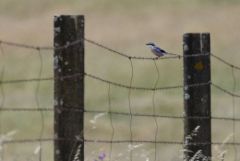 Pie-grièche méridionale - Lanius meridionalis - Iberian Grey Shrike<br>Estrémadure