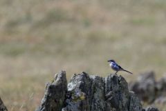Pie-grièche méridionale - Lanius meridionalis - Iberian Grey Shrike<br>Estrémadure